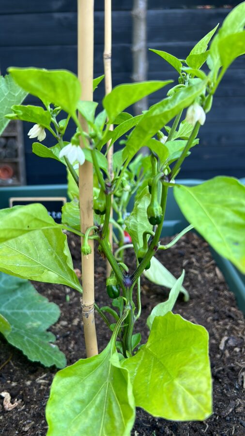 Een moestuin op pootjes