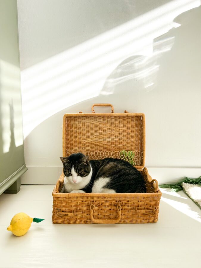 Van kringloopvondst tot kattenmand